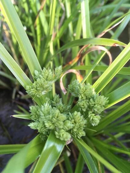 Cyperus glaber