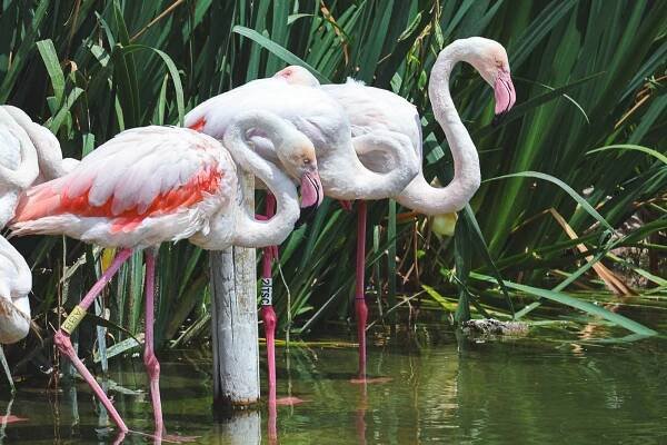 Greater Flamingos in Oceanografic, Valencia
