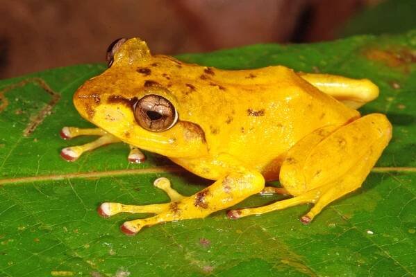 Yellow Fijian tree frog