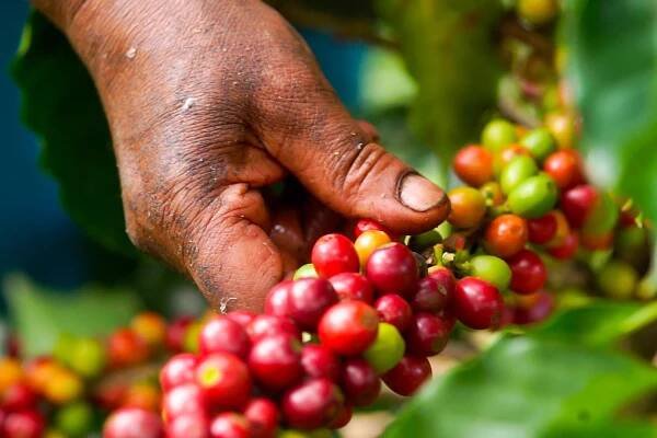 The Grades of Coffee