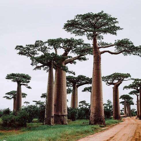 Madagaskar | expeditionclub.cz