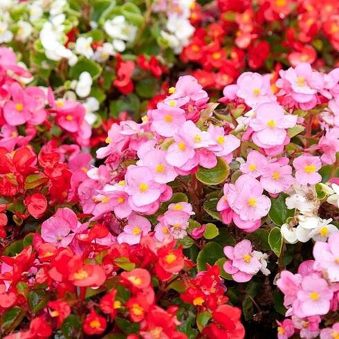 Begónie Coctail - Begonia semperflorens - semena begónie - 12 ks