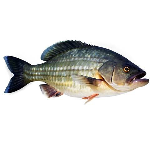 Piranha Fish Png 04292024 PNG