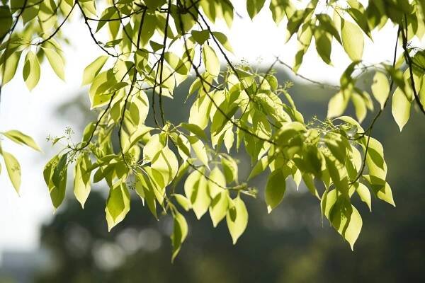 Springtime Photography
