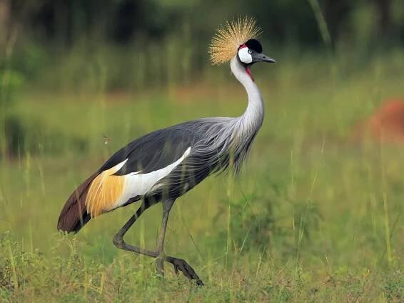 Saving the endangered grey-crowned crane in Uganda and Rwanda