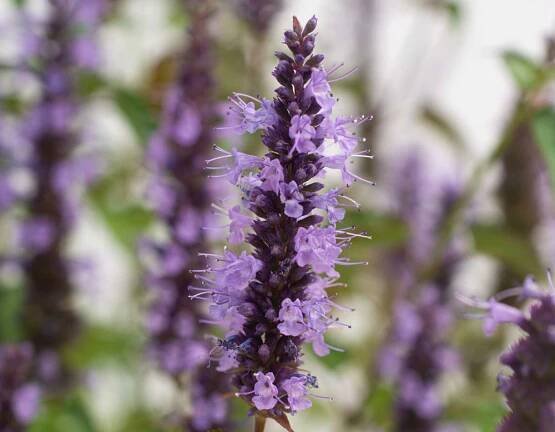 Agastache 'Little Adder' - Image 2