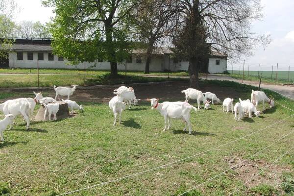 Fotogalerie - Kozí farma Nikáda