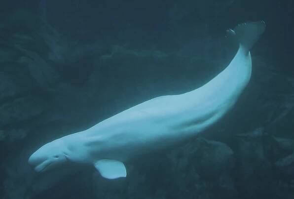 Soubor:Beluga03.jpg