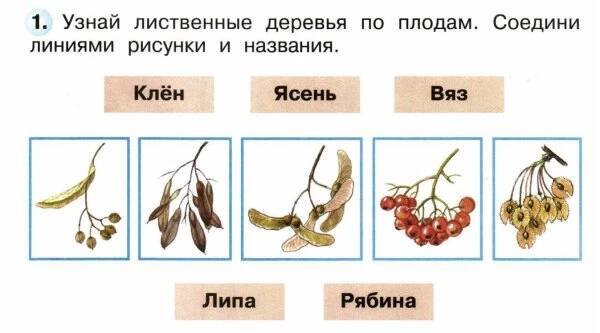 Semena Listnatych Stromu