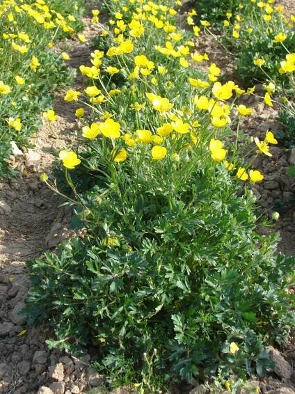 pryskyřníkovité-RANUNCULACEAE – 2. stránka – PlantaNaturalis.com