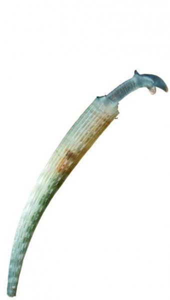 a tusk shell on a white background