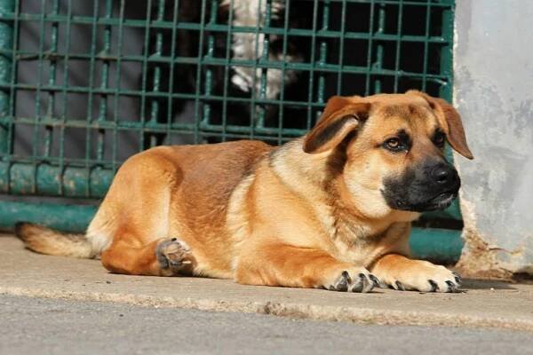Tramp - útulek Lazec / Příbram ♣ - ADOPTOVANÝ - Home4Pets