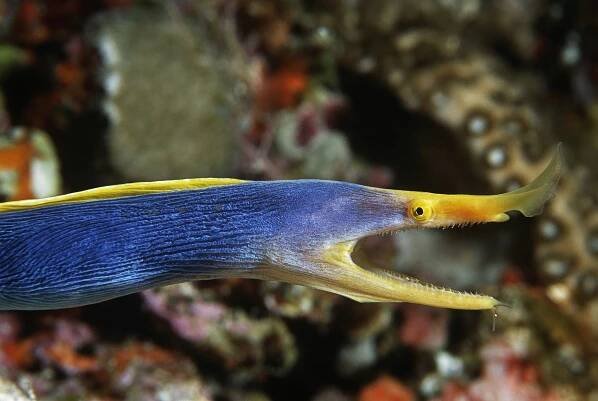 Fiji Scuba Diving