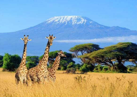 Giraffe genitalia among hundreds of body parts imported by trophy hunters
