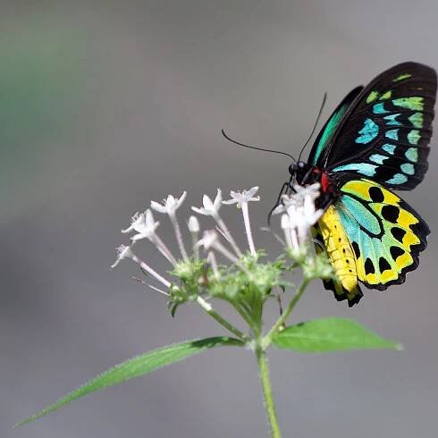 Cairns Birdwing – Ornithoptera euphorion