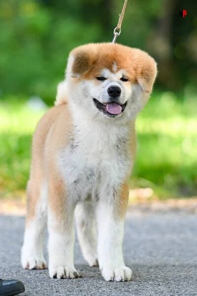DAITAN GO Wataky Kensha - Male Japanese Akita - Japanese Akita kennel and breeder Ken Ichi Ai