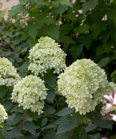 Little Lime® - Panicle Hydrangea - Hydrangea paniculata | Proven Winners