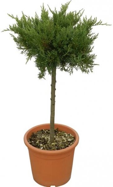 OBI Cypřišovec Leylandův "Gold Rider" výška cca 80 cm květináč cca 9 l