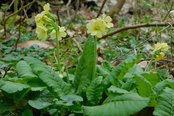 Prvosenka vyšší (Primula elatior)