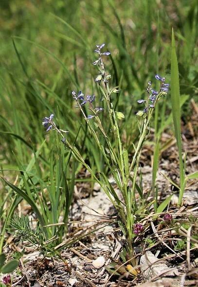 Vítod nahořklý (Polygala amarella)