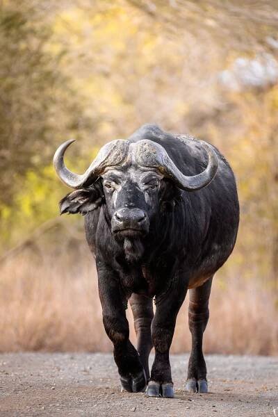 Into the Kruger — Sumeet Moghe Photography
