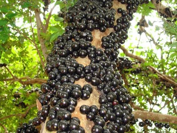 Jaboticaba facts and health benefits
