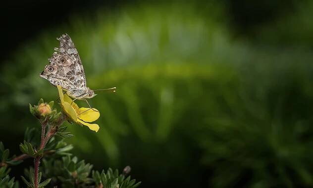Peter Helmut Larsen Photography – Natur, fugle, dyr, street 