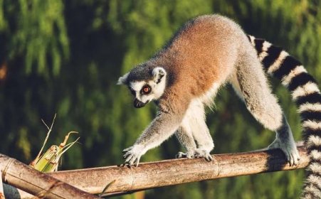 Tipy na aktivity na Madagaskaru – památky, národní parky i krásné pláže