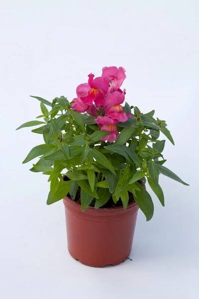 Snapdragon Pictures - National Garden Bureau | #yearofthesnapdragon