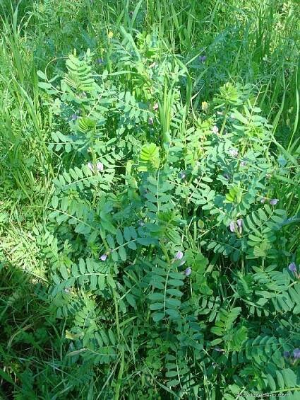 Vikev setá (Vicia sativa)