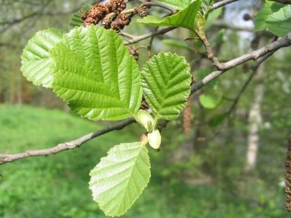 Olše lepkavá - Alnus glutinosa - PŘÍRODA.cz