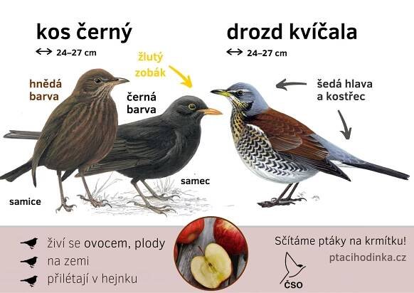 Určování ptáků - Ptačí hodinka