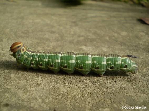 Sphinx pinastri - lišaj borový | Sphingidae - lišajovití | Natura Bohemica