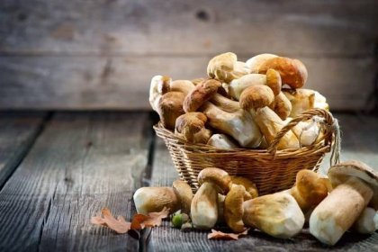ŽENA-IN - Počasí přeje houbám: Máme pro vás tři výborné italské recepty z hub