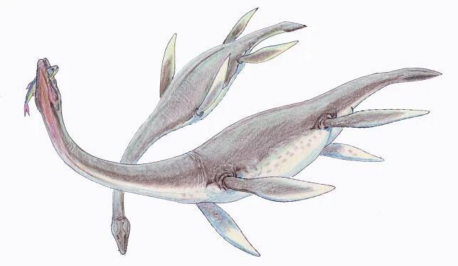 Súbor:Plesiosaurus dolich1DB.jpg – Wikipédia