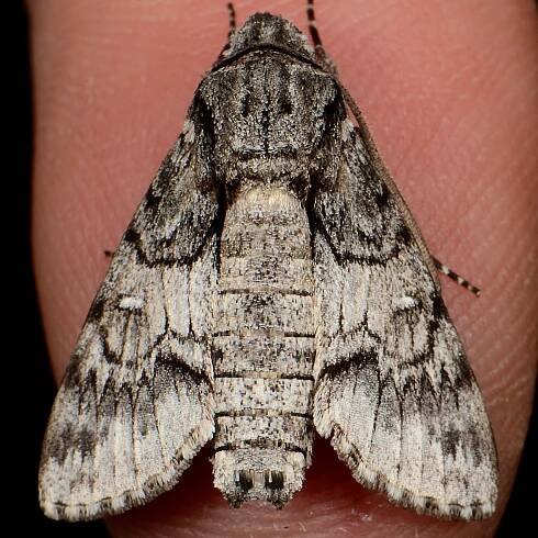 Photograph of Cautethia gossi