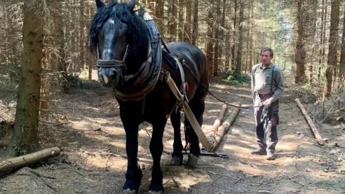 „Železný kůň“ stále častěji pomáhá dřevorubcům pracujícím v těžko přístupných lesních terénech | Hradec Králové
