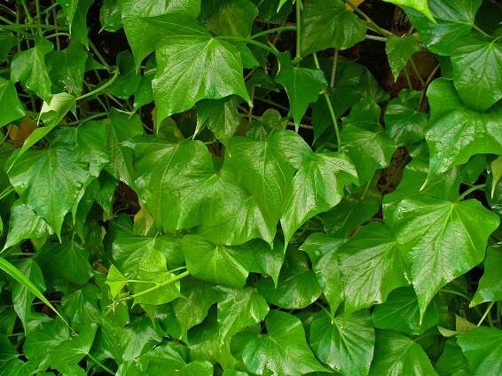 Soubor:Ipomoea batatas 001.JPG
