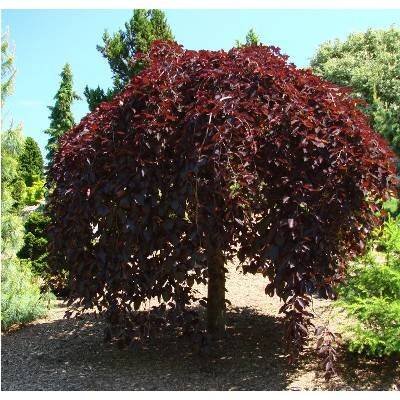Fagus sylvatica 'Purpurea Pendula' Kontejner 10 l, v. 150-175 cm