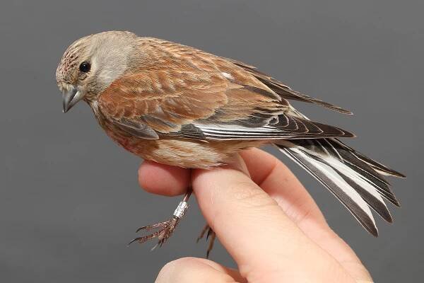 Konopka obecná (Carduelis cannabina) - Linnet