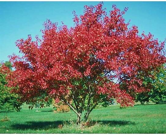 Acer Ginnala "Flame" - Multi-stem - Tidewater Trees