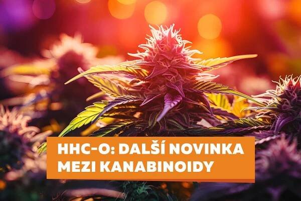 t - cannio.cz