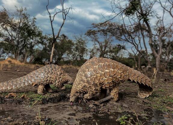 Temminck’s ground pangolins drinking from a puddle at a rehabilitation center in Zimbabwe