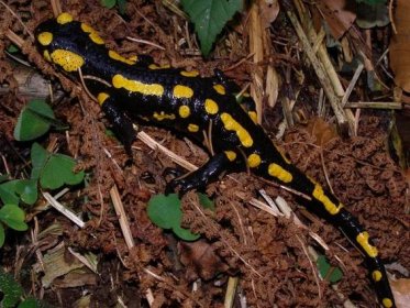 Salamandra salamandra salamandra - mlok skvrnitý východní