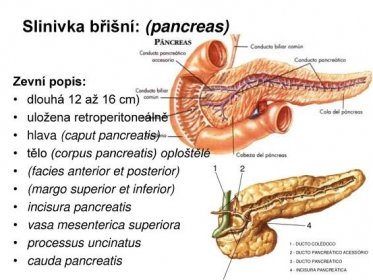 Zevní popis: dlouhá 12 až 16 cm) uložena retroperitoneálně. hlava (caput pancreatis) tělo (corpus pancreatis) oploštělé. (facies anterior et posterior) (margo superior et inferior) incisura pancreatis. vasa mesenterica superiora. processus uncinatus. cauda pancreatis.