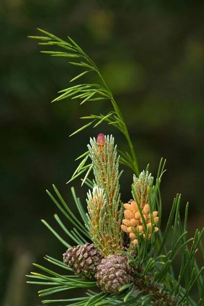 New growth on a pine tree forms a special spring arrangement.
