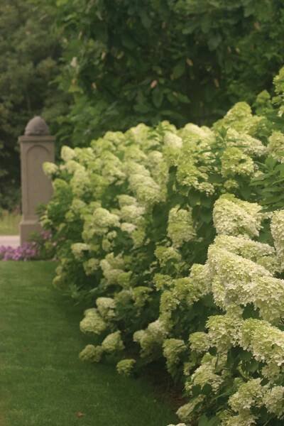 'Limelight' - Panicle Hydrangea - Hydrangea paniculata | Proven Winners
