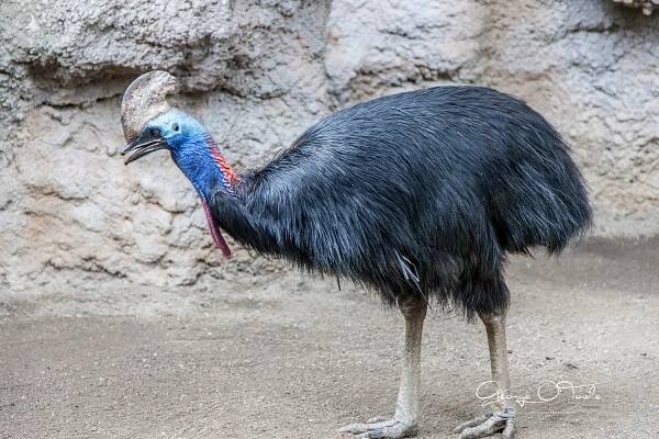 Common Cassowary Biopar  Fuengirola Spain