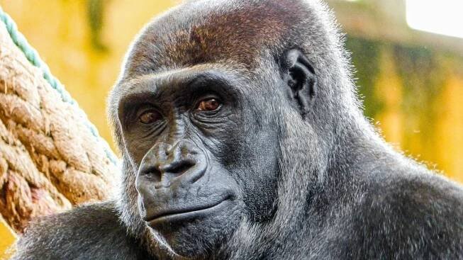 Skupina goril v pražské zoo se rozroste, dorazí i dcera slavné Moji - Novinky
