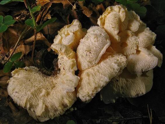 Obrázek - Hericium cirrhatum (ježatec různozubý) | BioLib.cz
